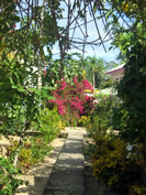 Sidewalk in Placencia