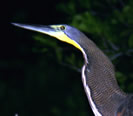 Bare throated tiger heron