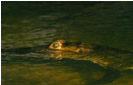 Crocodile Nightspot at Lamanai