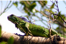 Green Iguana