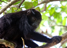 Howler Monkey in Tree