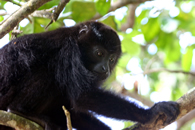 Howler Monkey in Tree