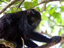 Howler Monkey