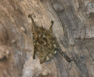 Proboscis Bat at Lamanai