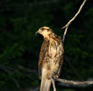 Snail Kite at Lamanai Night Safari