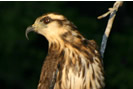 Snail Kite