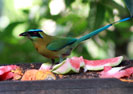 Blue Crowned Motmot at Bird Table