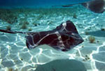 Southern Stingray