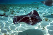 Southern Stingray