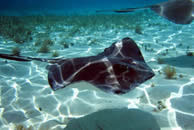 Belize Reef and Rainforest Holiday