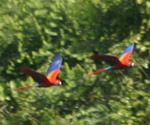 Scarlet Macaws flying