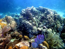 View of Coral