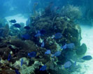 Blue Tang