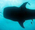 Whale Shark
