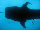 Whale Shark