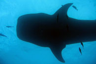 Whale Shark