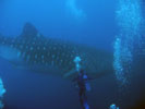 Whale Shark with Diver