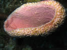 Coral Reef