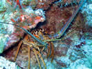 Spiny Caribbean Lobster