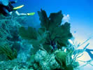 Diving Barrier Reef