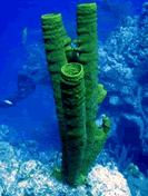 Tube Sponge