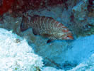 Grouper