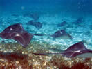 Rays on the Barrier Reef