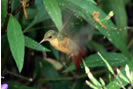 Hummingbird