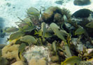 Bluestriped Grunts at Hol Chan Marine Reserve