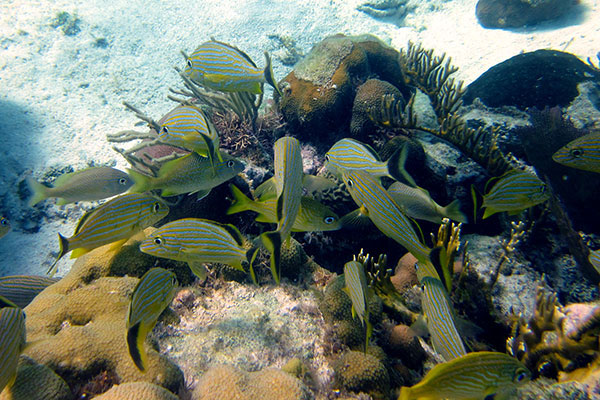 Diver on barrier reef