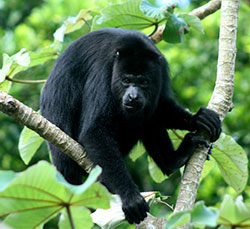 Howler Monkey in Tree