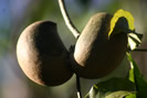 Cohune Nuts