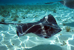 Southern Stingray