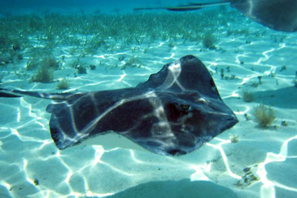 Belize Reef and Rainforest Holiday