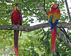 Scarlet Macaws flying