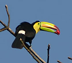 Keel Billed Toucan