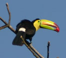 Keel Billed Toucan
