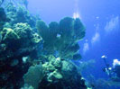 Diving Barrier Reef