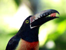 Toucan