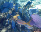 Blue Tang