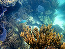 Divers on Reef