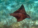 Eagle Ray