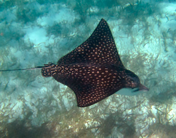 Eagle Ray