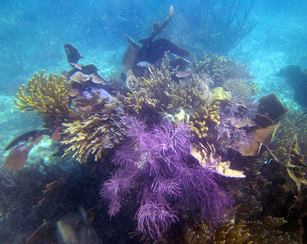 Diver on barrier reef