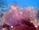 Sea Fans
