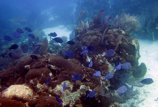 Blue Tang