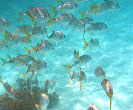 Yellow Tail Snapper