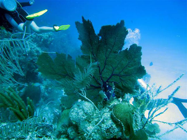 divers at wall