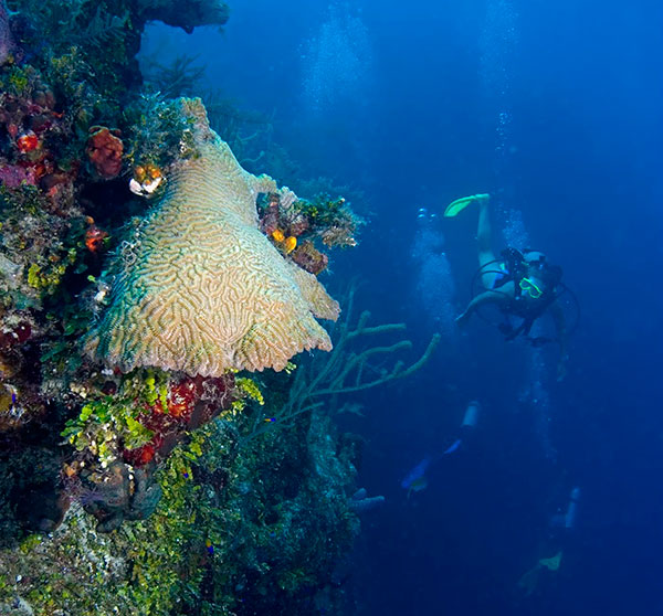 divers at wall