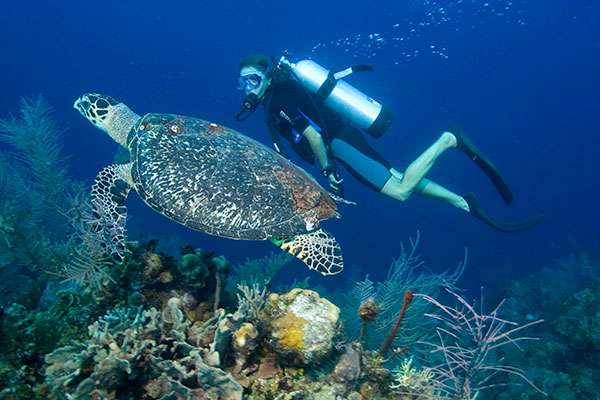 divers at wall